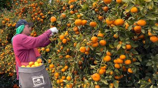 8.9 Million Tons Of Citrus In America Are Produced This Way 2024 -  American Farming