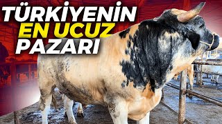 PAZAR UCUZ PAZARLIKLAR UZUN | 2024 KURBANLIKLARI PAZARDA !!