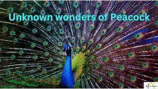 Unknown wonders of Peacock #sciencefacts #science #sciencefacts #peacock #mysterious p