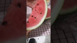 WATERMELON 🍉 #shorts #watermelon #viral