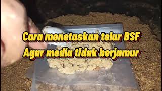 cara menetaskan telur BSF yang benar