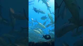 School of fish #shorts #relaxingmusic #underwaterlife #fish #meditation #stressrelief #soothing