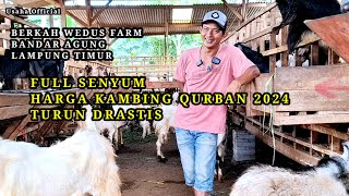 UPDATE Harga Kambing Qurban 2024 Turun Drastis #peternakan #kambingmurah #kambingqurbanmurah