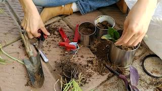 Mis primeras plantas de interior tomadas del jardín exterior