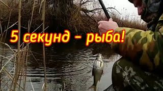 Клёв супер! Каждые 5 секунд.