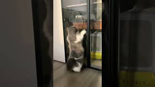 dog jumping steps #dogs#viral #cats #cute #dog #trending #viral #entertainment