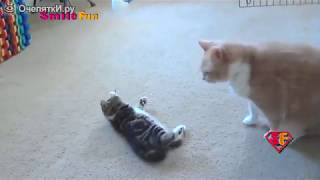 Funny animals video collection top 2019 part 11