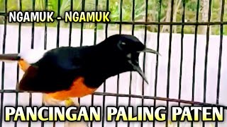 MURAI BATU GACOR AMPUH BUAT PANCINGAN MURAI BATU AGAR BUNYI CEPAT BIKIN MURAI BONGKAR MATERI