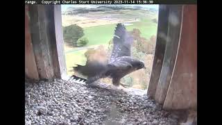 FalconCam 2023 11 14 Barru follow his sister