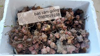 Trồng củ sâm giống cho nhiều củ chất lượng cao