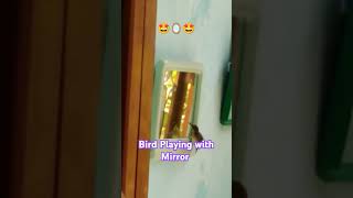 Bird having Fun with Mirror🪞🤩 @My Home