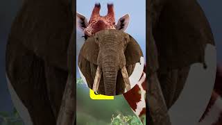 Top 5 Biggest animals in the world #shorts