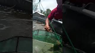 Udang Vaname, Uteun Bayi, Kec.Banda Sakti, Lhokseumawe