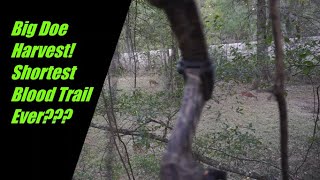 **Doe Harvest** (Short Blood Trail)