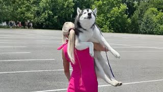 The World's funniest HUSKY   😁 Funny Dogs Video 2024