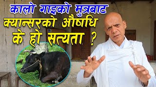 कालो गाइको मुत्र बाट क्यान्सरको औसधि || आखिर के हो सत्यता ? पुरै भिडियो हेर्नुहोस