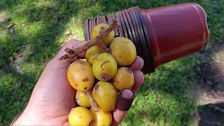 Finding Wild loquats, Planting Tamarillos