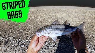 California AQUEDUCT Striped Bass Fishing (umbrella rig)