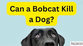 Can a Bobcat Kill a Dog?