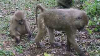 Little Punk Baboons