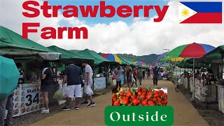 STRAWBERRY FARM EXPERIENCE AT LA TRINIDAD BENGUET | TOUR OF THE BIGGEST VEGETABLE MARKET