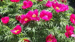 화려한 빨간 작약.Beautiful red Peony