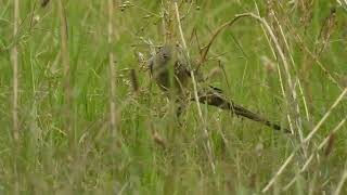 Red Rumped Parrot