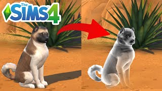 How To Turn Dog Into Ghost (Cheat) - The Sims 4