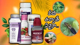 మిరప పూతలో నల్ల తామర పురుగు నివారణ కోసం Top 7 Best Insecticides || TFS Sagubadi #suryabhaskar