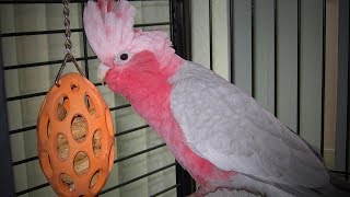 Talking Parrots 😂🐦 Funniest Parrots Doing Crazy Things (Full) [Funny Pets]