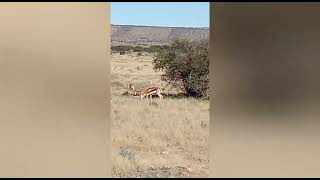 #Springboks#Cradock#Mountain Zebra National Park