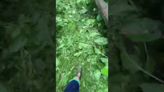 Weed whacking thick brush into a trail