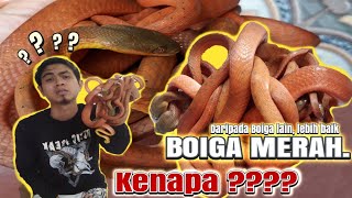 Boiga Nigriceps dipelihara, SETUJU !!! Colubrid world