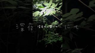 夜の虫取り散歩／八ツ面山公園［YouTube虫図鑑］#ウマオイ #ヤブキリ