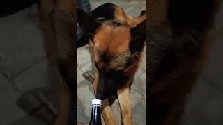 German shepherd suppliment #trending #viralvideo #viral #music