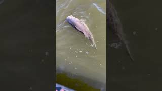 I promise she swam off 😳… took her a second to get her bearings back #shortvideo #short