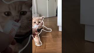 Cute Cat Outline Challenge #cutestcats #britishshorthair #shorts