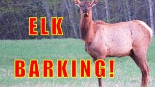 Elk Barking Spring 2013 Canon PowerShot SX50 HS