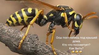 Осы поселились под крышей дома. Кто что посоветует?🐝🐝🐝 Wasps settled under the roof of the house.