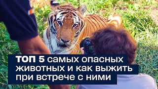 ТОП 5 самых опасных животных и как выжить при встрече с ними