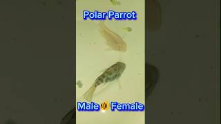 পোলার পেরোট ছেলে 🐠মেয়ে || Polar Parrot Male Female  @MaserKhamar #youtubeshorts #viral #shortvideo