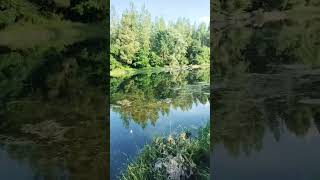 Spin Fishing at a Small River #danuberiver #feederfishing #fishing #russianfishing4