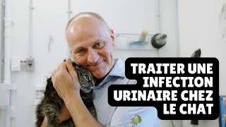 Comment traiter une infection urinaire chez le chat - Unis TV