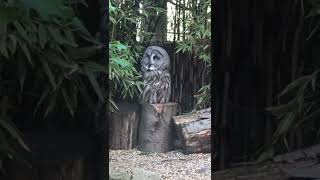 🦉 what a beauty#suscribe #viral #trending #fyp #amazing #shorts #fypシ #fypシ