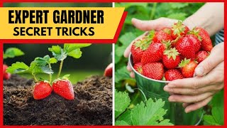 How To Grow Strawberries At Home Easily? Genius Ways