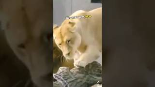 Lioness angry after lion's behavior 😂