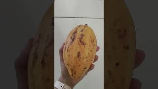 Fruto do Cacau