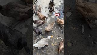 This poor duck's neck was entangled in plastic waste