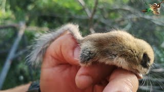 Nadir görülen Yediuyuru doğaya saldık🐁