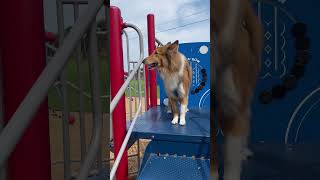 Good doge #doge #cat #shortvideo